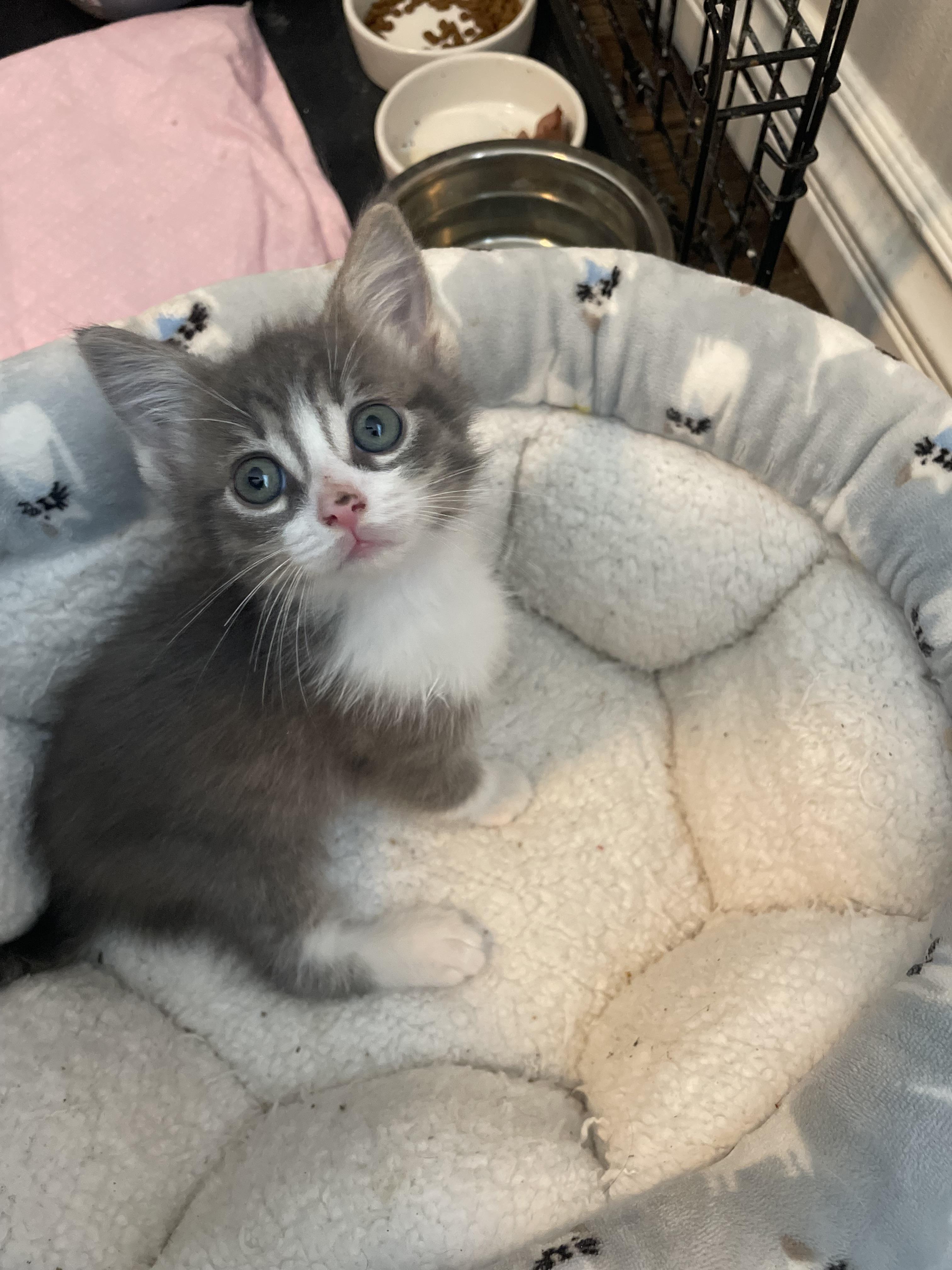Enlarge Freckles, a Adopted Domestic Medium Hair in Long Beach, CA image 4/4