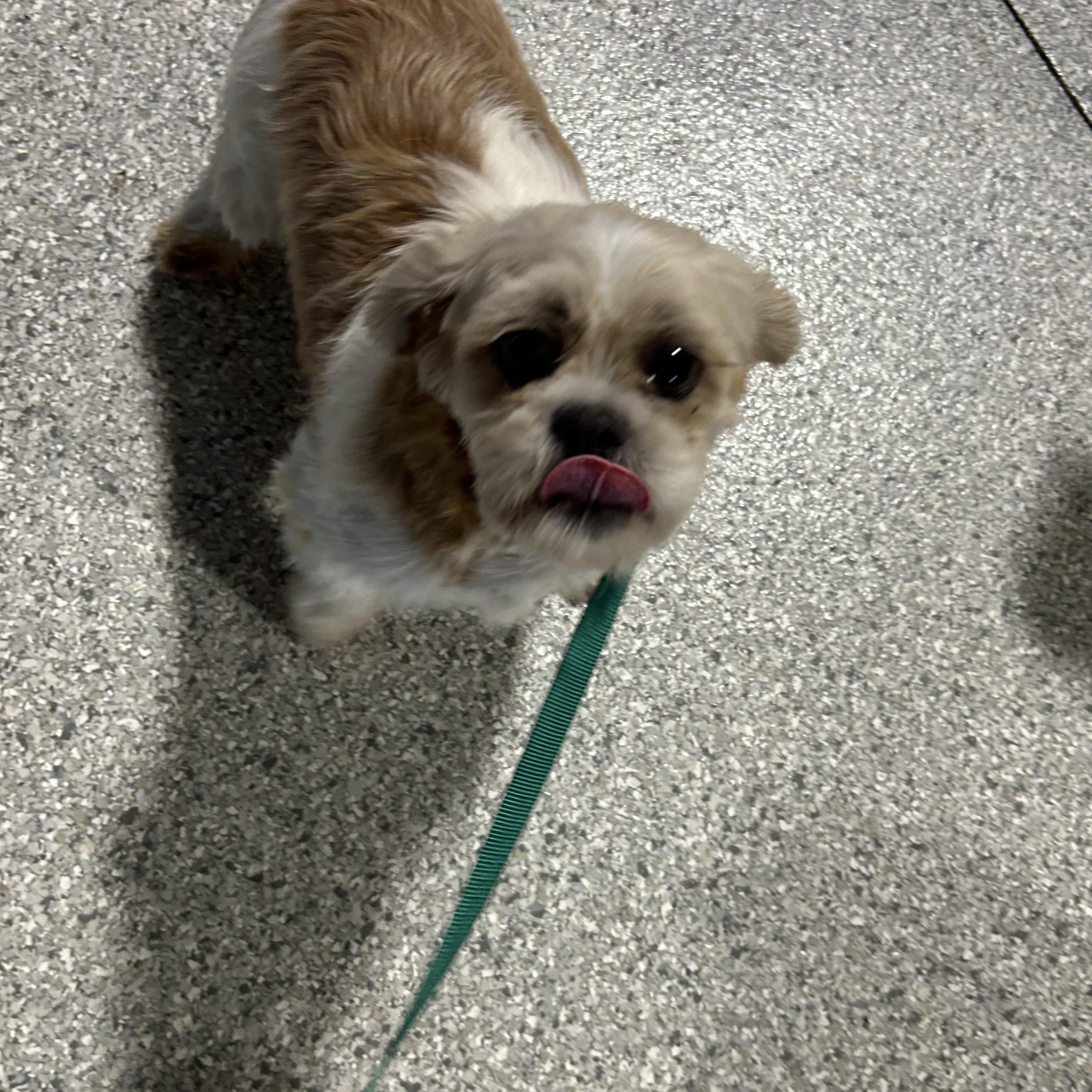 Happy Sue., adoptable, Adult Female Shih Tzu.