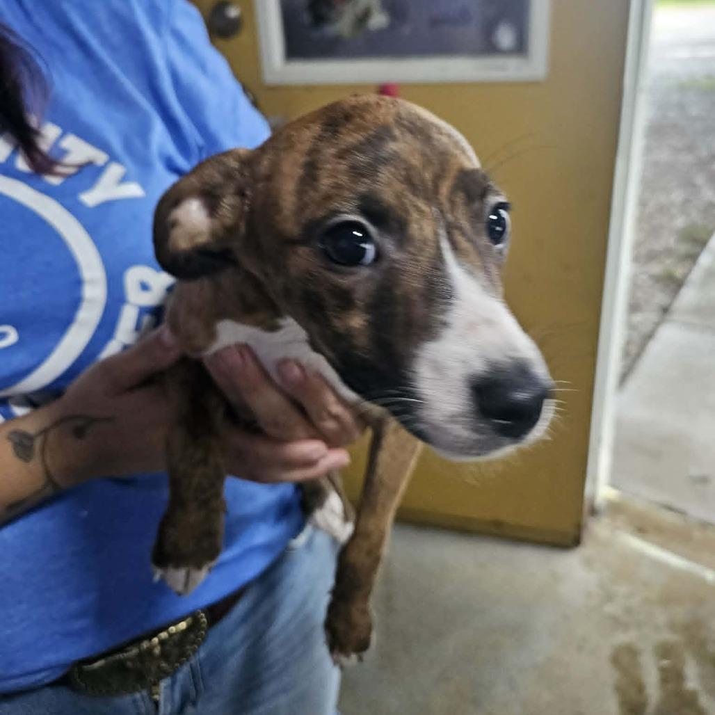 Seestar, Adoptable, Puppy Female Mixed Breed.