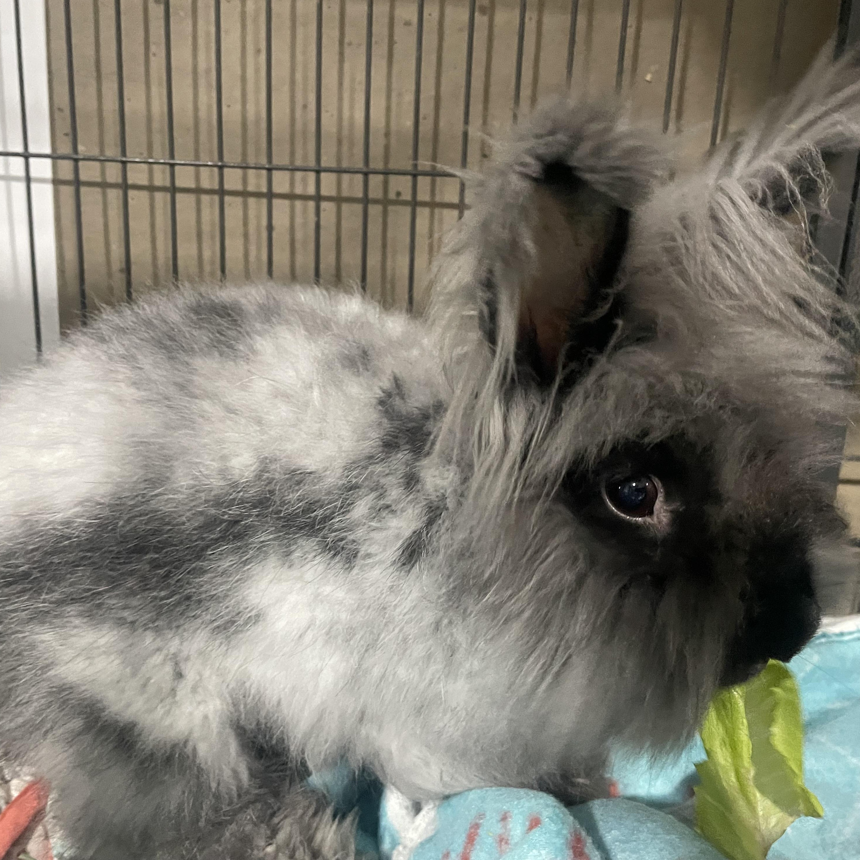 Lady, Adoptable, Adult Female Angora Rabbit.