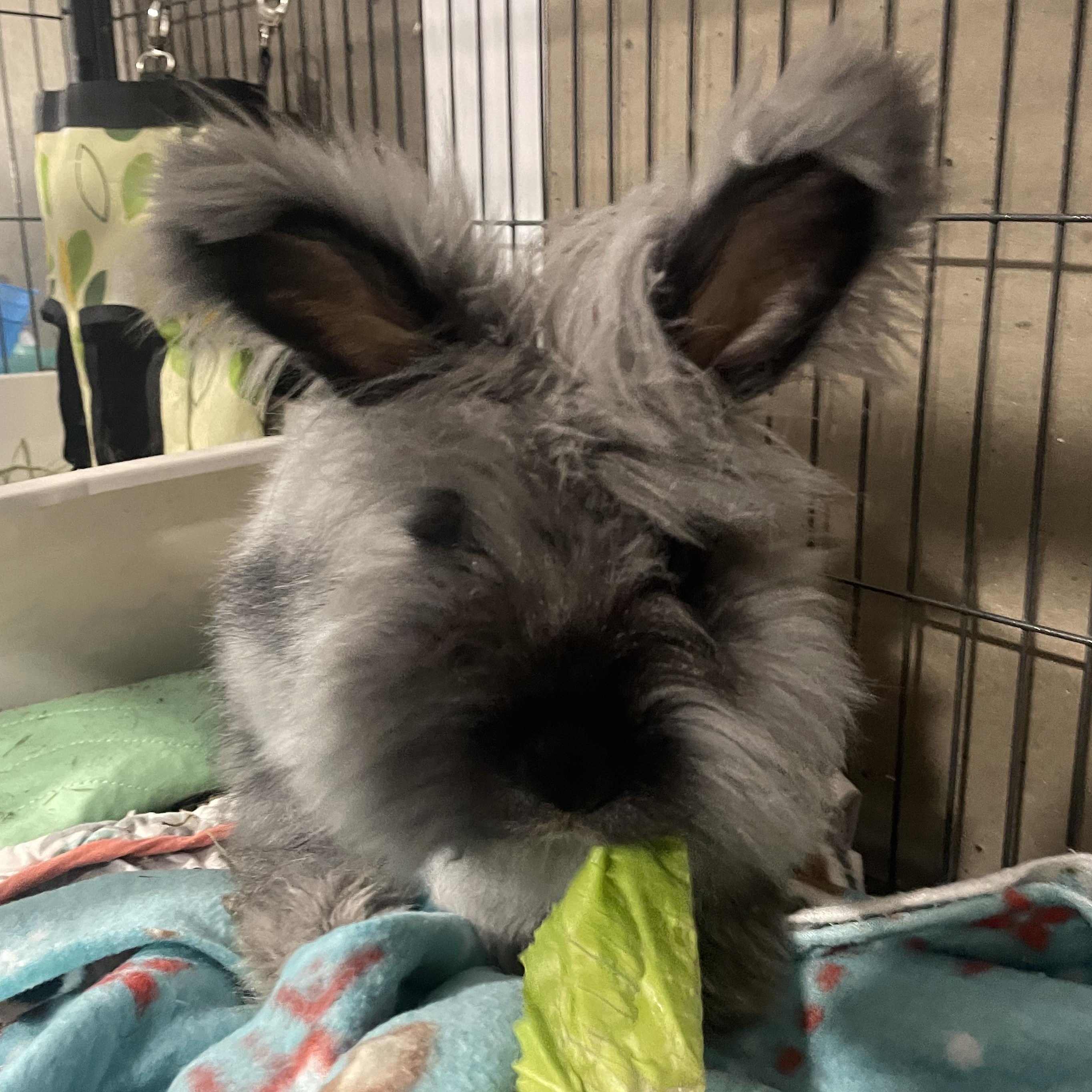 Enlarge Lady, an adoption pending Angora Rabbit in Howell, NJ image 4/4