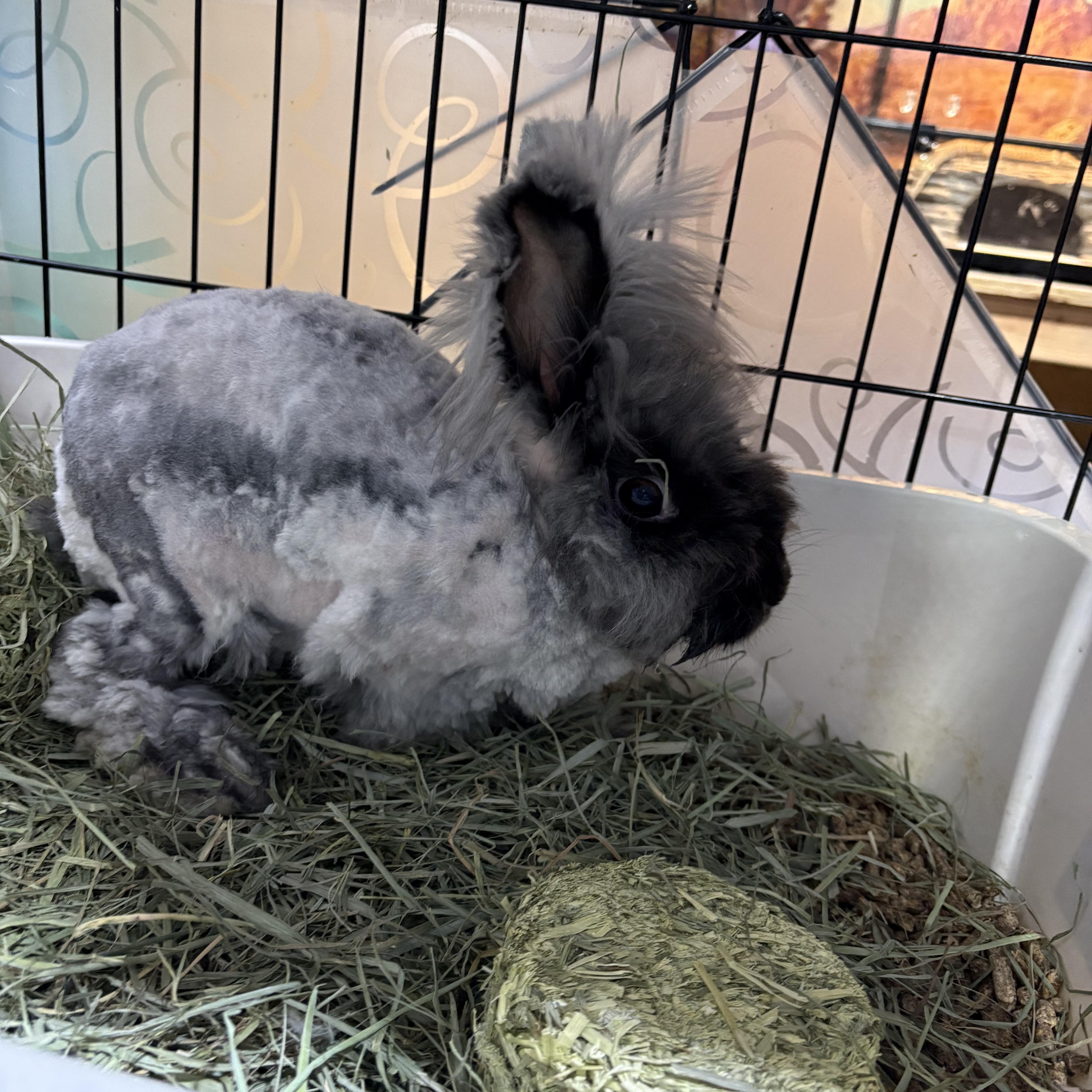 Lady, Adoptable, Adult Female Angora Rabbit.
