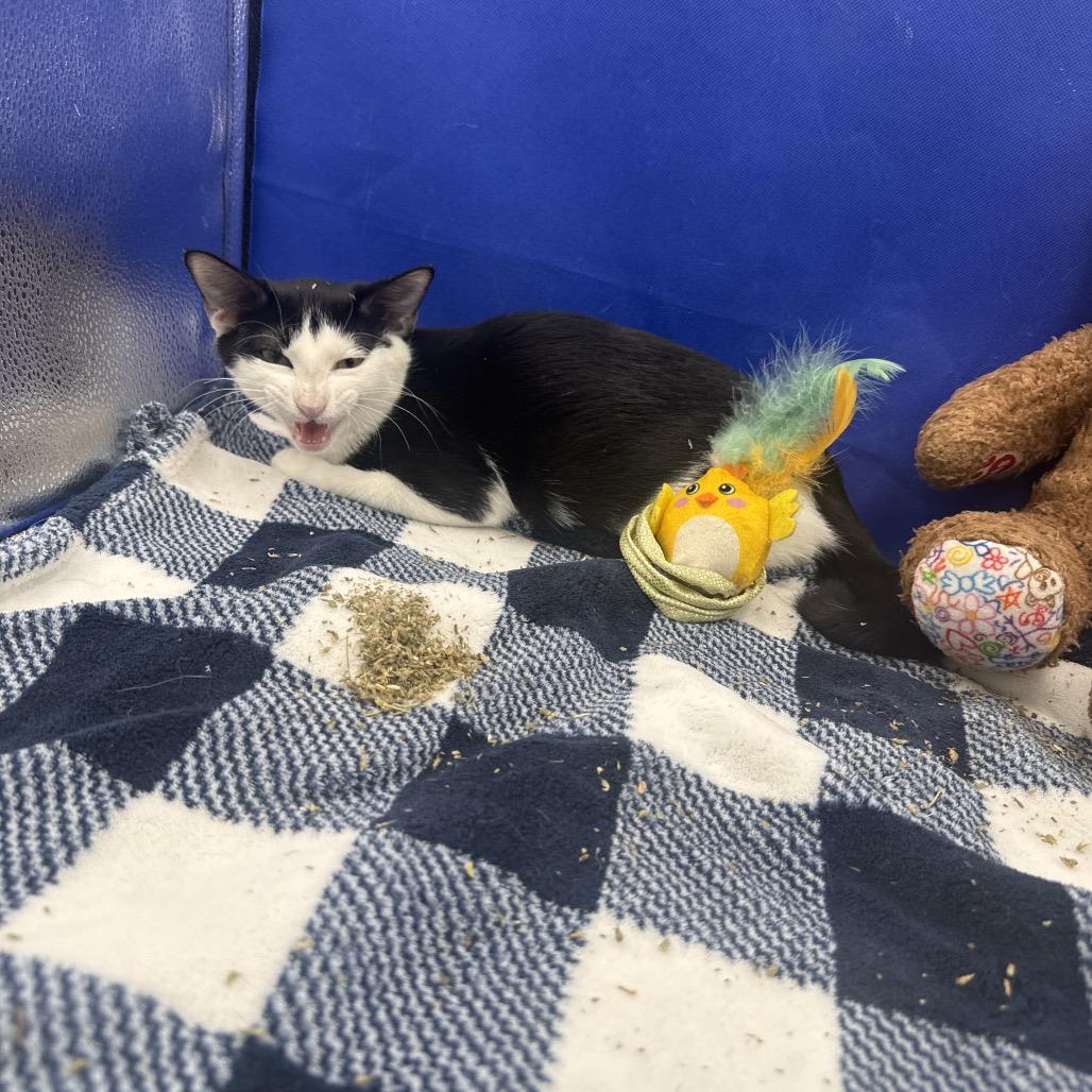 Enlarge Do'lee, a Adoptable Domestic Short Hair in Gonzales, LA image 1/1