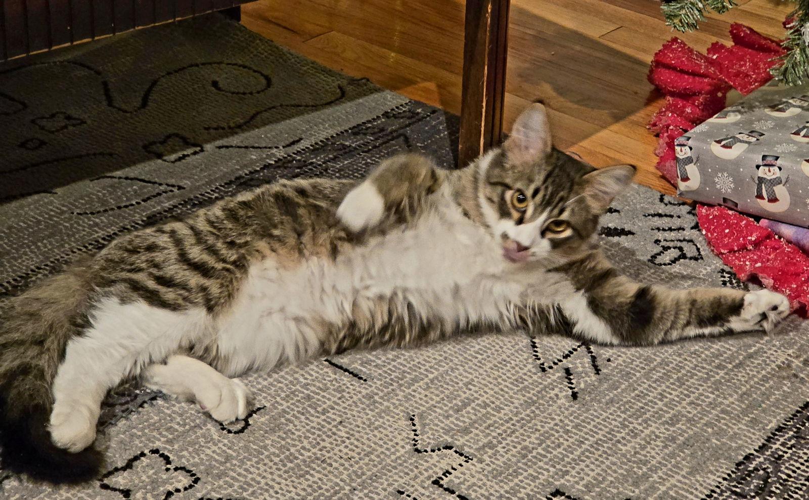 Enlarge Poe, a Adopted Domestic Short Hair in Laramie, WY image 3/3