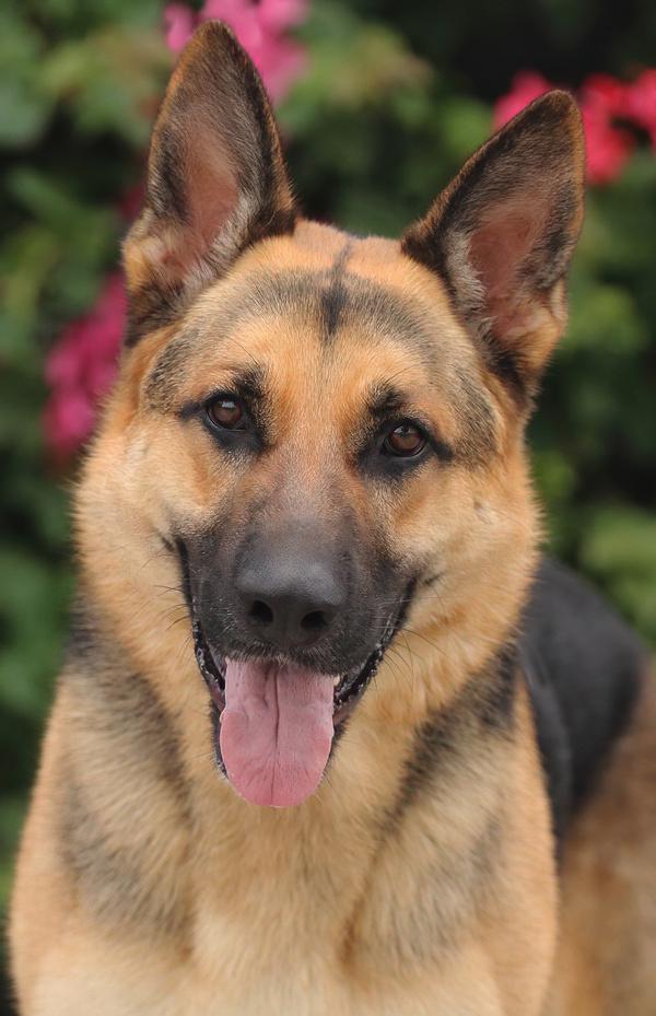 *Marcus von Messi, Adoptable, Young Male German Shepherd Dog.