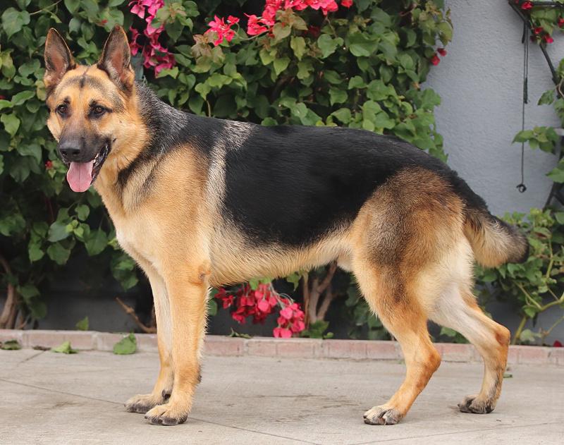 *Marcus von Messi, a Adoptable German Shepherd Dog in Los Angeles, CA image 2/2