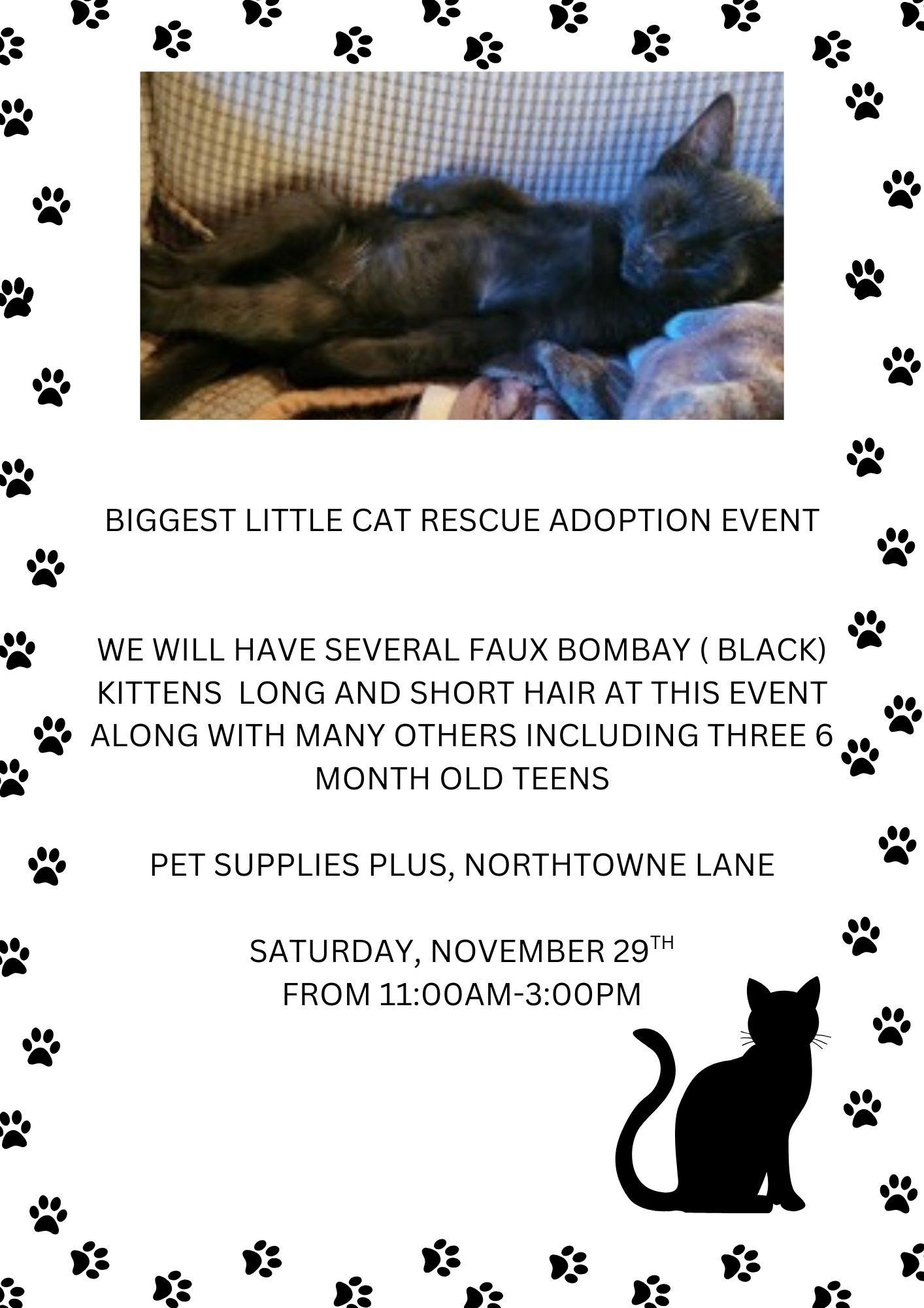 ADOPTION EVENT TOMORROW, Adoptable, Young Female Domestic Medium Hair.