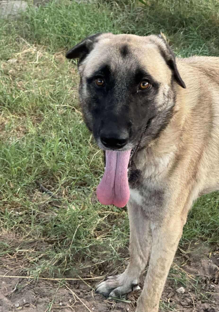 Tank, Adopted, Young Male Anatolian Shepherd.