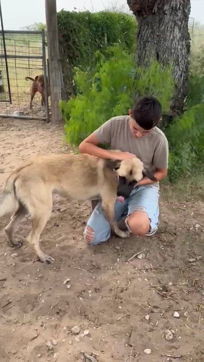 Enlarge Tank, a Adopted mixed breed in Scarborough, ON video 3/3