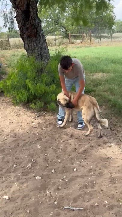Enlarge Tank, a Adopted mixed breed in Scarborough, ON video 2/3