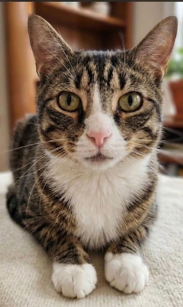 Maple, ADOPTABLE, Adult Male Domestic Short Hair.