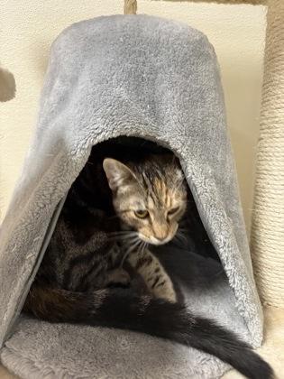 Bay 50828, ADOPTABLE, Young Female Domestic Short Hair.