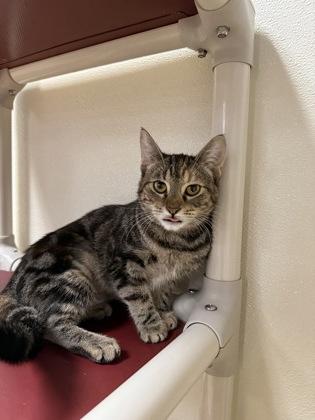 Bay 50828, a ADOPTABLE Domestic Short Hair in Oklahoma City, OK image 2/2