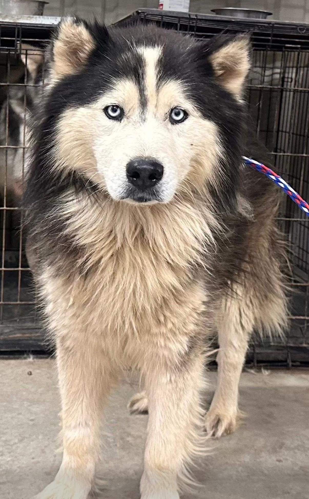 Oreo, an adopted Siberian Husky in Parma Heights, OH image 3/5
