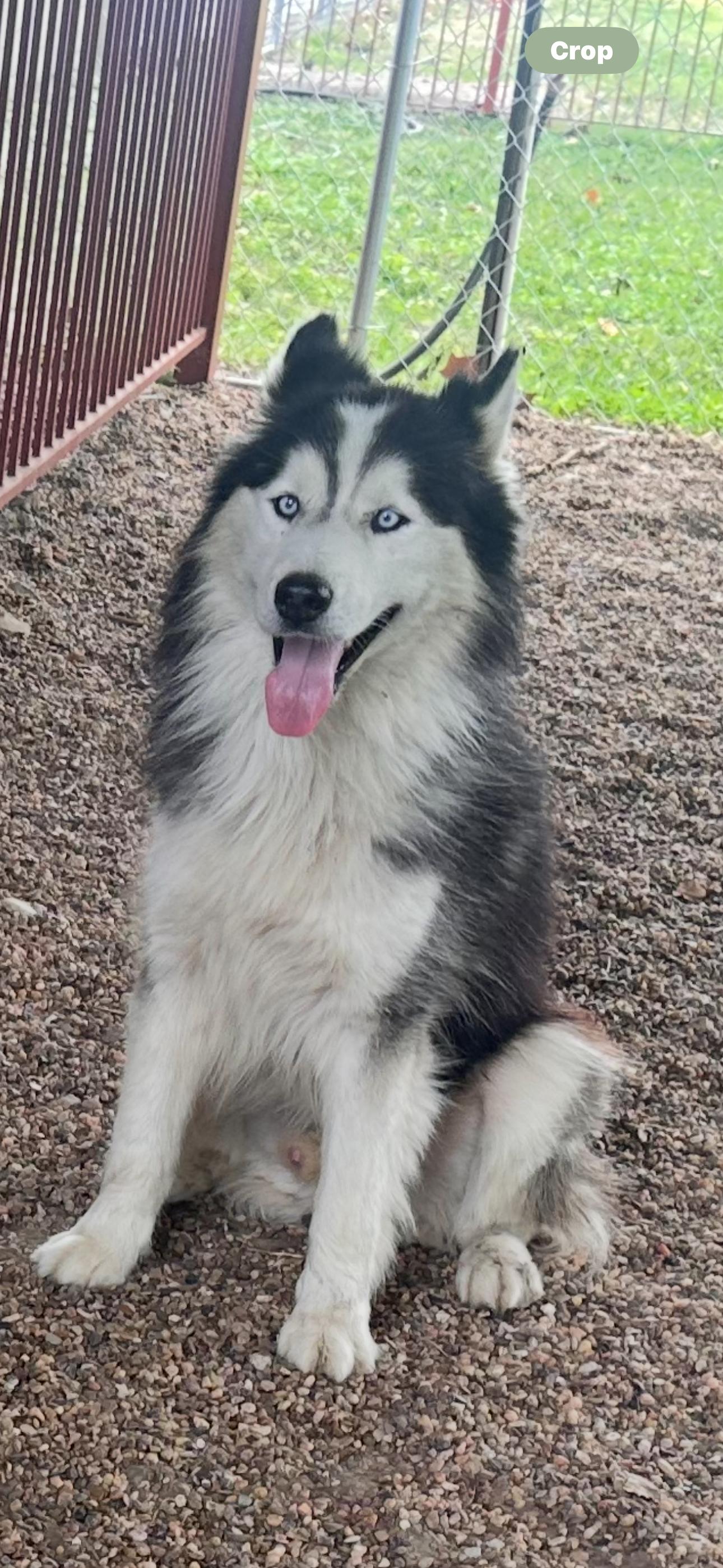 Oreo, adopted, Senior Male Siberian Husky.