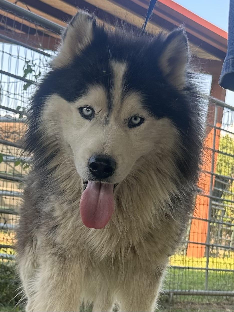 Oreo, an adopted Siberian Husky in Parma Heights, OH image 5/5