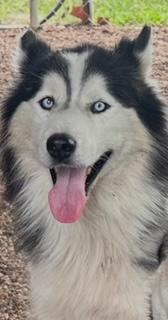 Oreo, an adopted Siberian Husky in Parma Heights, OH image 4/5