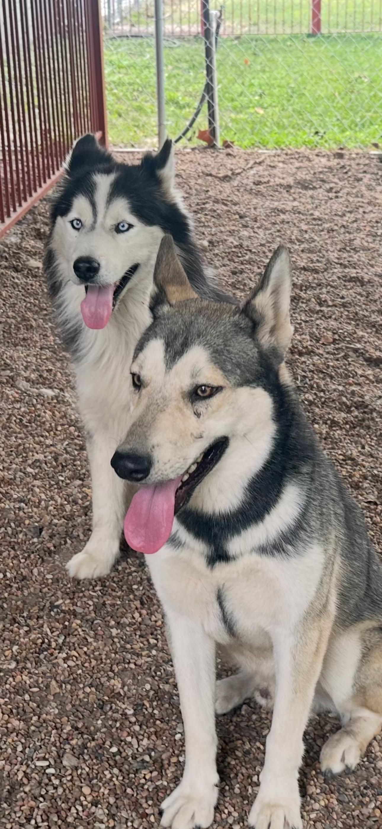 Oreo, an adopted Siberian Husky in Parma Heights, OH image 2/5