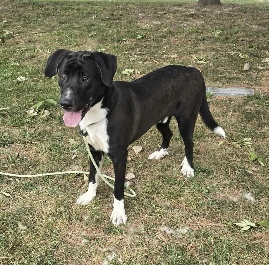 Rosco