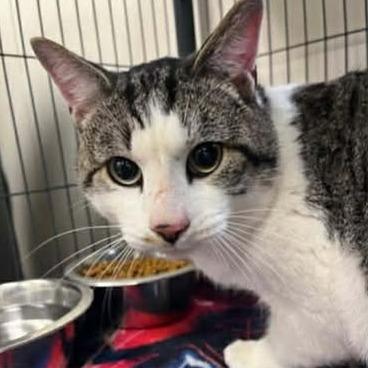 Otis, Adoptable, Adult Male Domestic Short Hair.