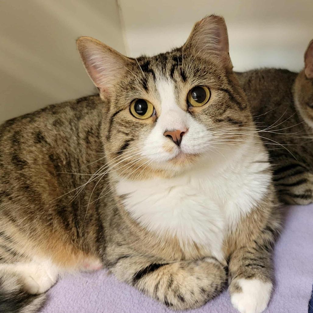 Murphy (& Louie), Adoptable, Adult Female Domestic Short Hair.