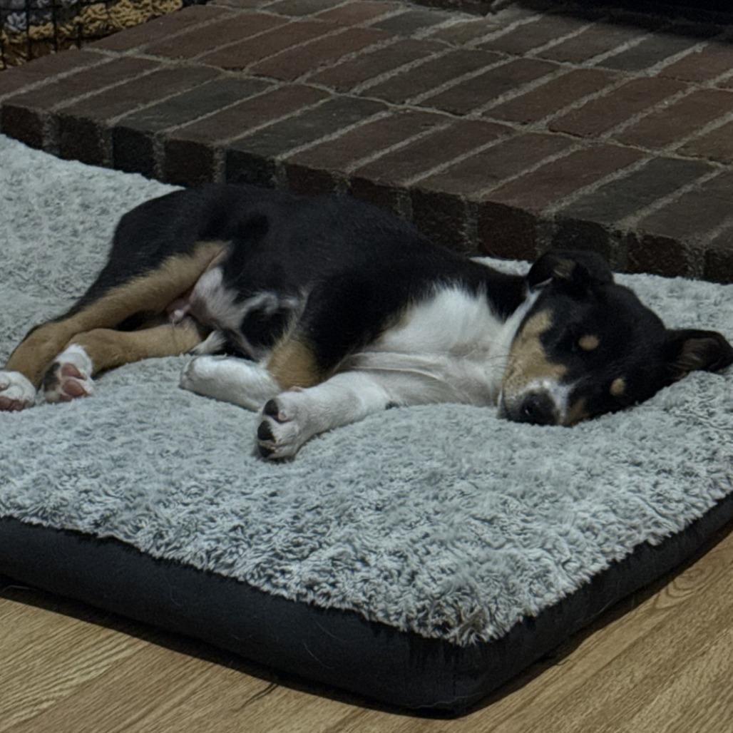 Wrangler, Adoptable, Puppy Male Smooth Collie.