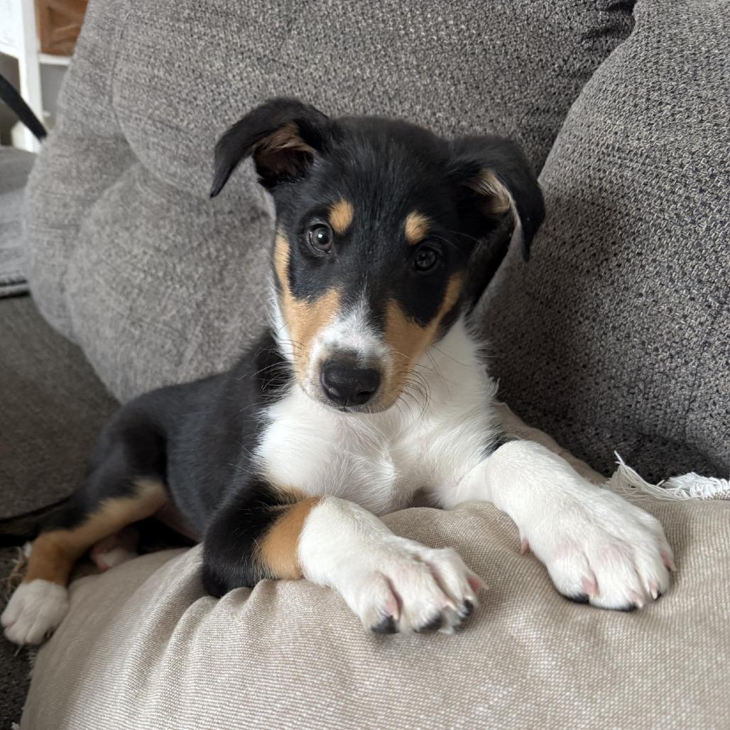 Enlarge Wrangler, a Adoptable mixed breed in Delaware, OH image 2/5