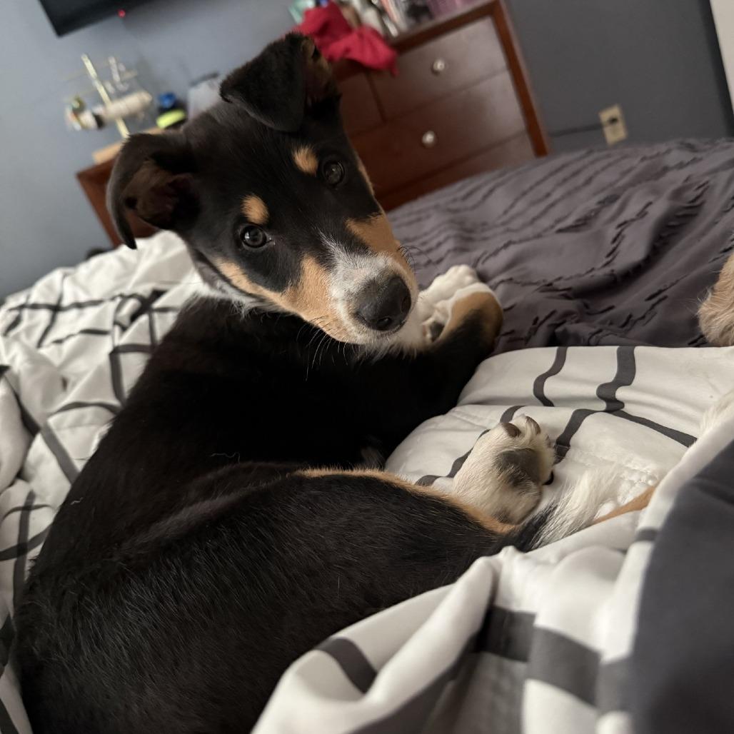 Enlarge Wrangler, a Adoptable mixed breed in Delaware, OH image 3/5