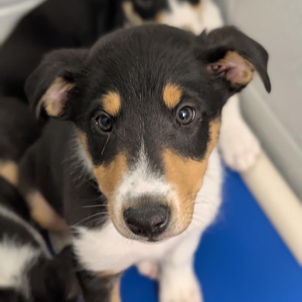 Enlarge Wrangler, a Adoptable mixed breed in Delaware, OH image 4/5