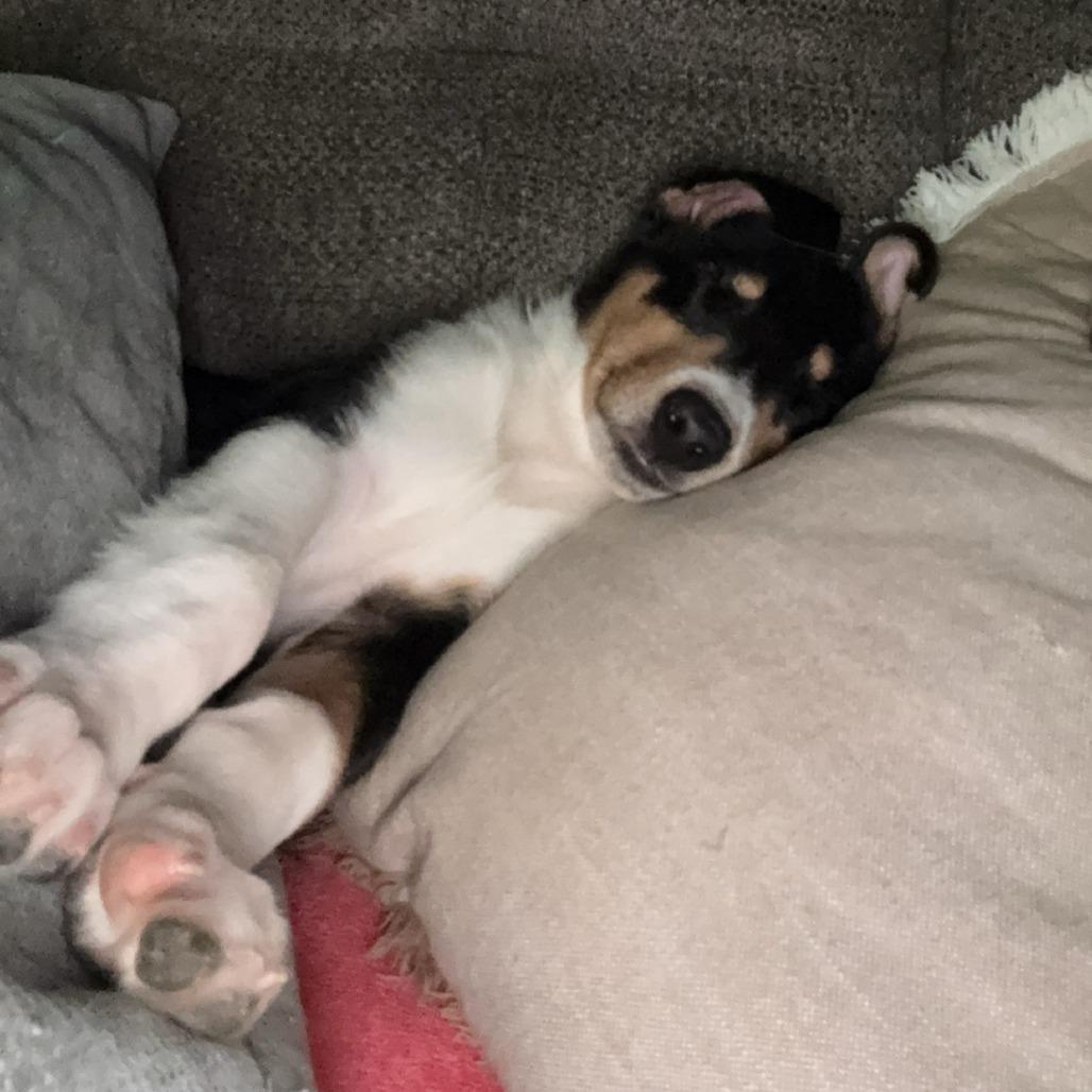 Enlarge Wrangler, a Adoptable mixed breed in Delaware, OH image 5/5