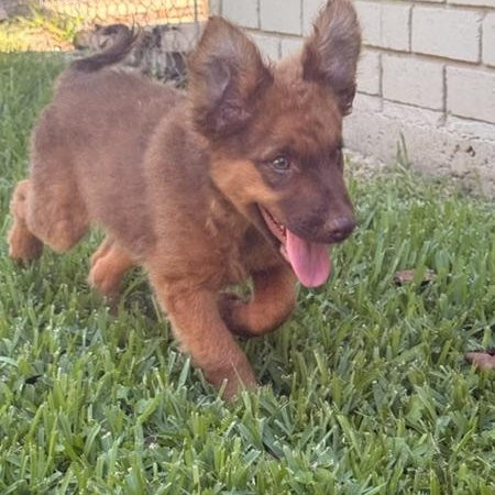 DUBLIN, a Adoptable mixed breed in Dallas, TX image 1/5