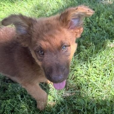 DUBLIN, a Adoptable mixed breed in Dallas, TX image 3/5