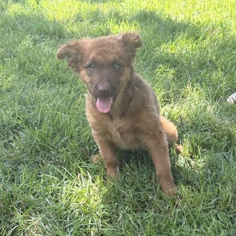 DUBLIN, a Adoptable mixed breed in Dallas, TX image 2/5