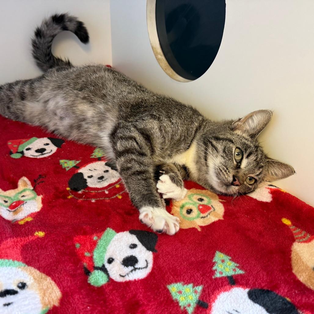 Ruby, Adoptable, Adult Female Domestic Short Hair.