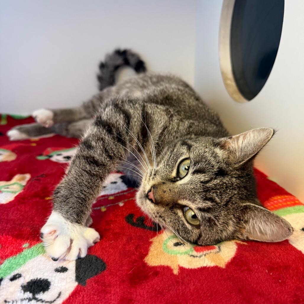 Enlarge Ruby, a Adoptable Domestic Short Hair in Uniontown, PA image 2/5