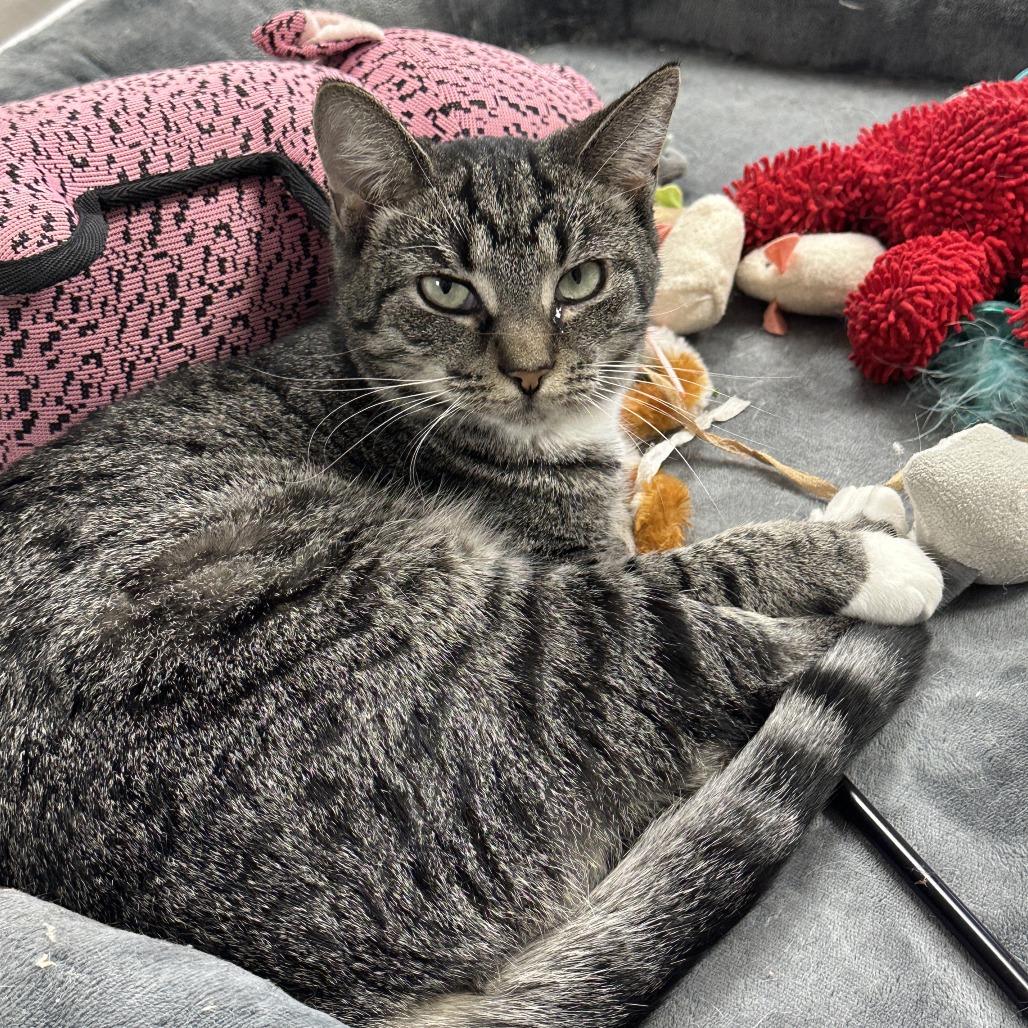 Enlarge Ruby, a Adoptable Domestic Short Hair in Uniontown, PA image 3/5