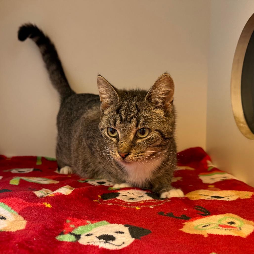 Enlarge Ruby, a Adoptable Domestic Short Hair in Uniontown, PA image 4/5