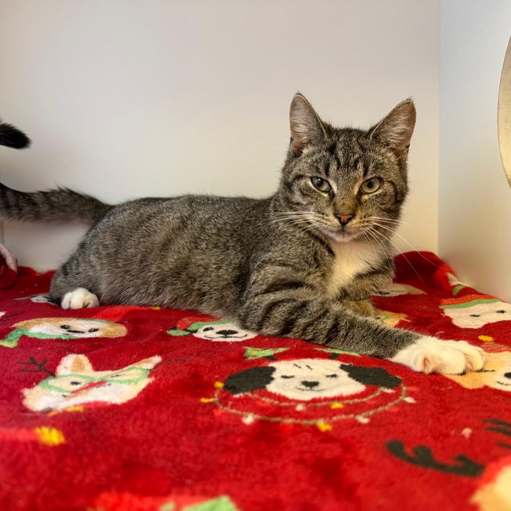 Enlarge Ruby, a Adoptable Domestic Short Hair in Uniontown, PA image 5/5