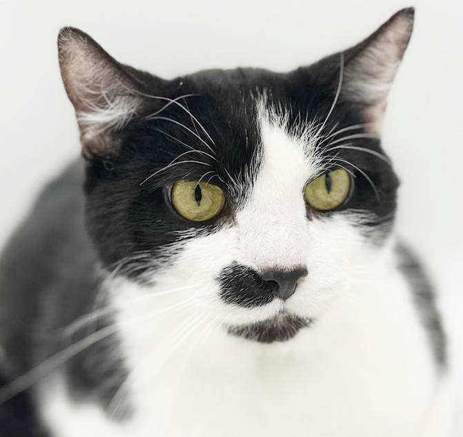 Enlarge Milo and Bella!  INCREDIBLY sweet BONDED pair!  VIDEOS!!, an adopted mixed breed in Bedford Hills, NY image 4/6