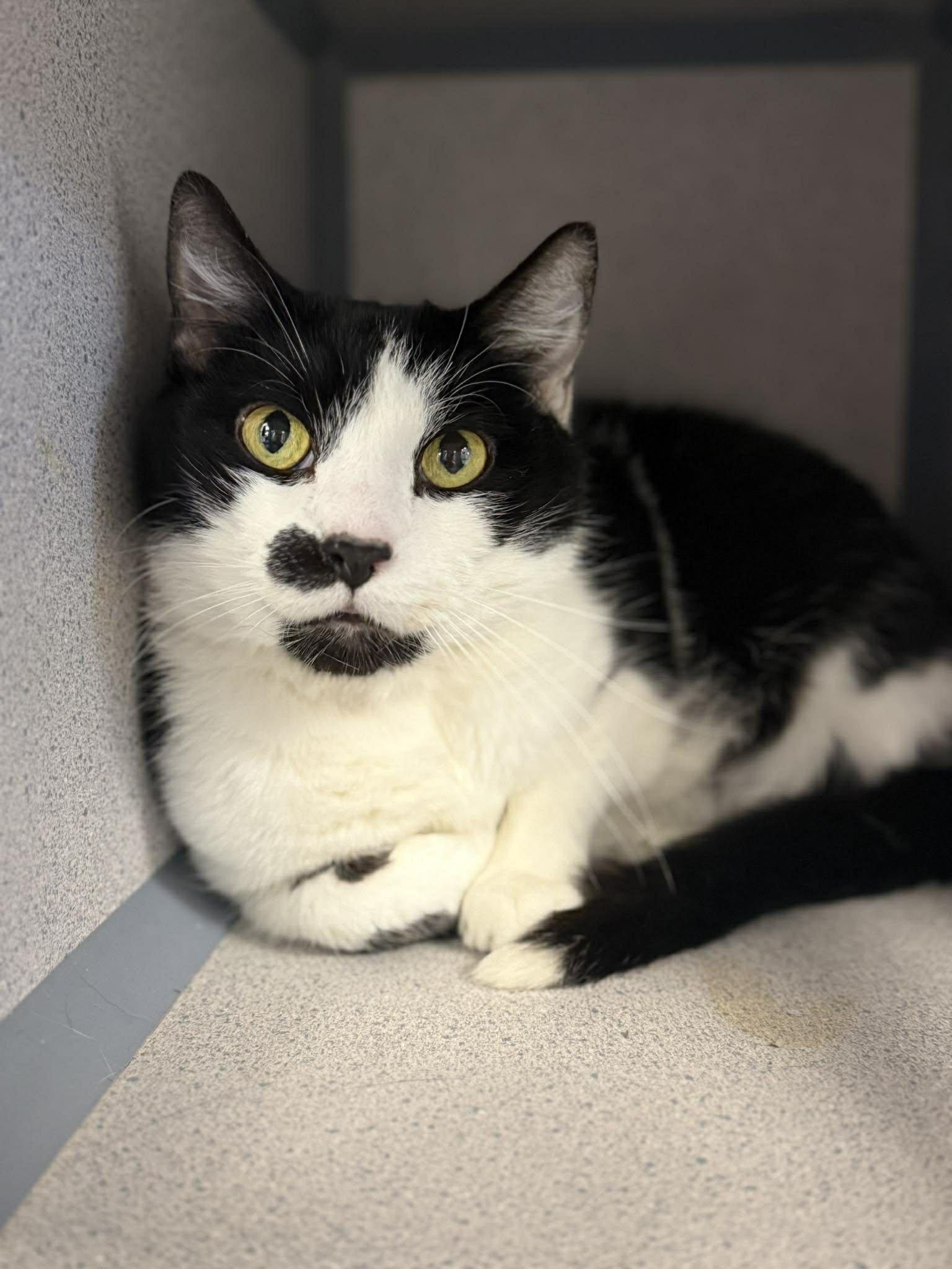 Enlarge Milo and Bella!  INCREDIBLY sweet BONDED pair!  VIDEOS!!, an adopted mixed breed in Bedford Hills, NY image 3/6