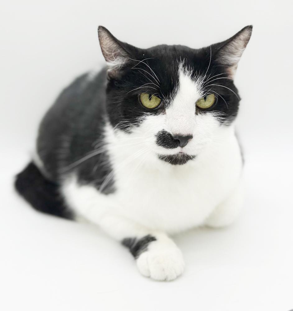 Enlarge Milo and Bella!  INCREDIBLY sweet BONDED pair!  VIDEOS!!, an adopted mixed breed in Bedford Hills, NY image 6/6