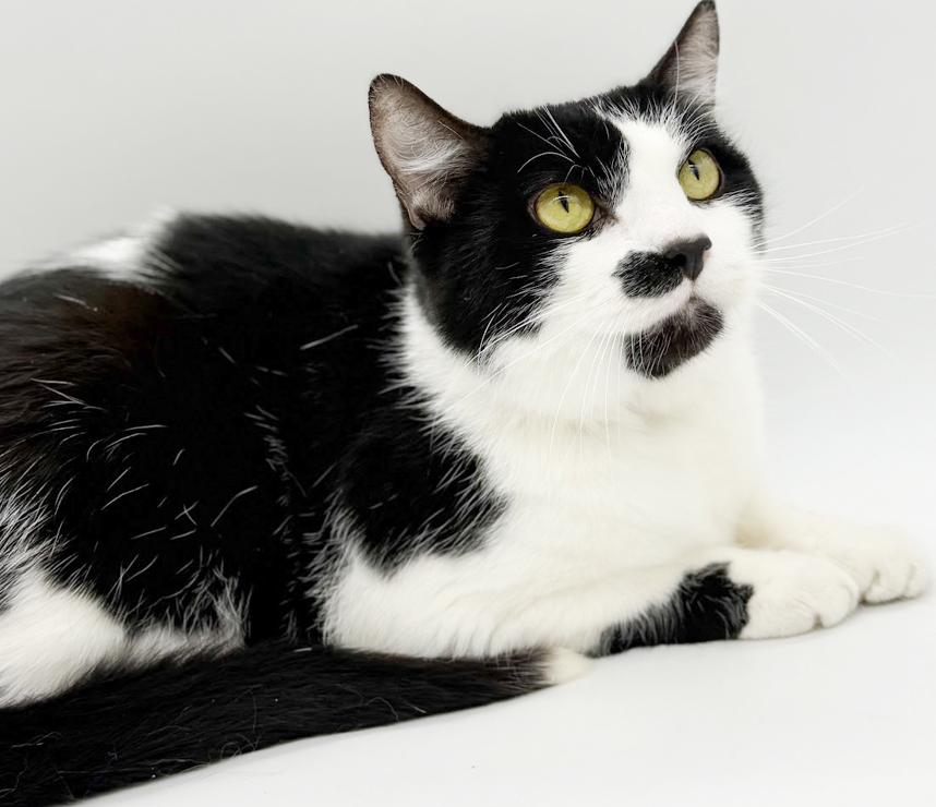 Milo and Bella!  INCREDIBLY sweet BONDED pair!  VIDEOS!!, adopted, Adult Male Tuxedo & Turkish Van.