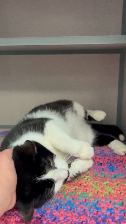 Enlarge Milo and Bella!  INCREDIBLY sweet BONDED pair!  VIDEOS!!, an adopted mixed breed in Bedford Hills, NY video 2/6