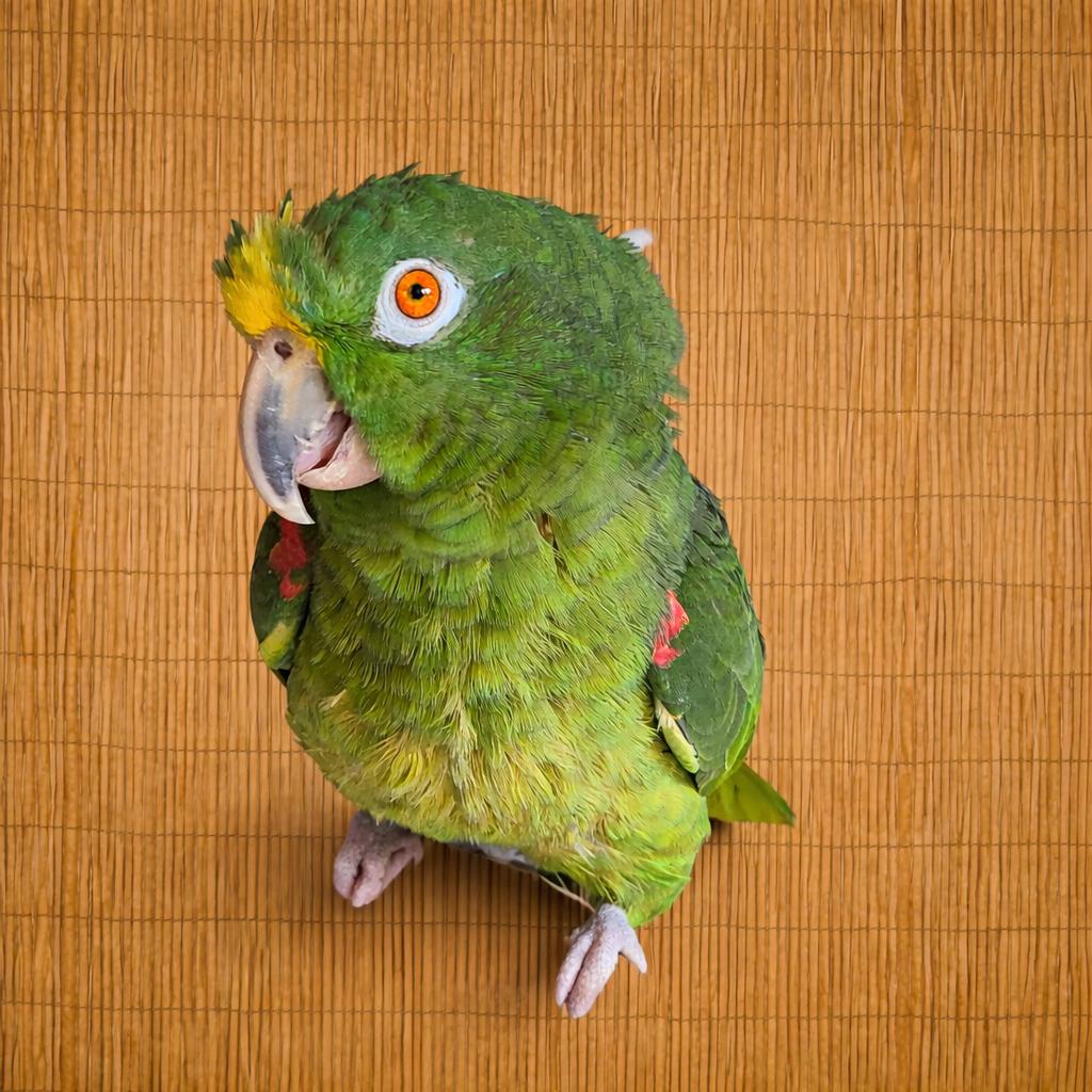 Meet Lucy — an Exquisite Yellow-Fronted Amazon-Prefers A Lady, adoptable, Adult Unknown Amazon.