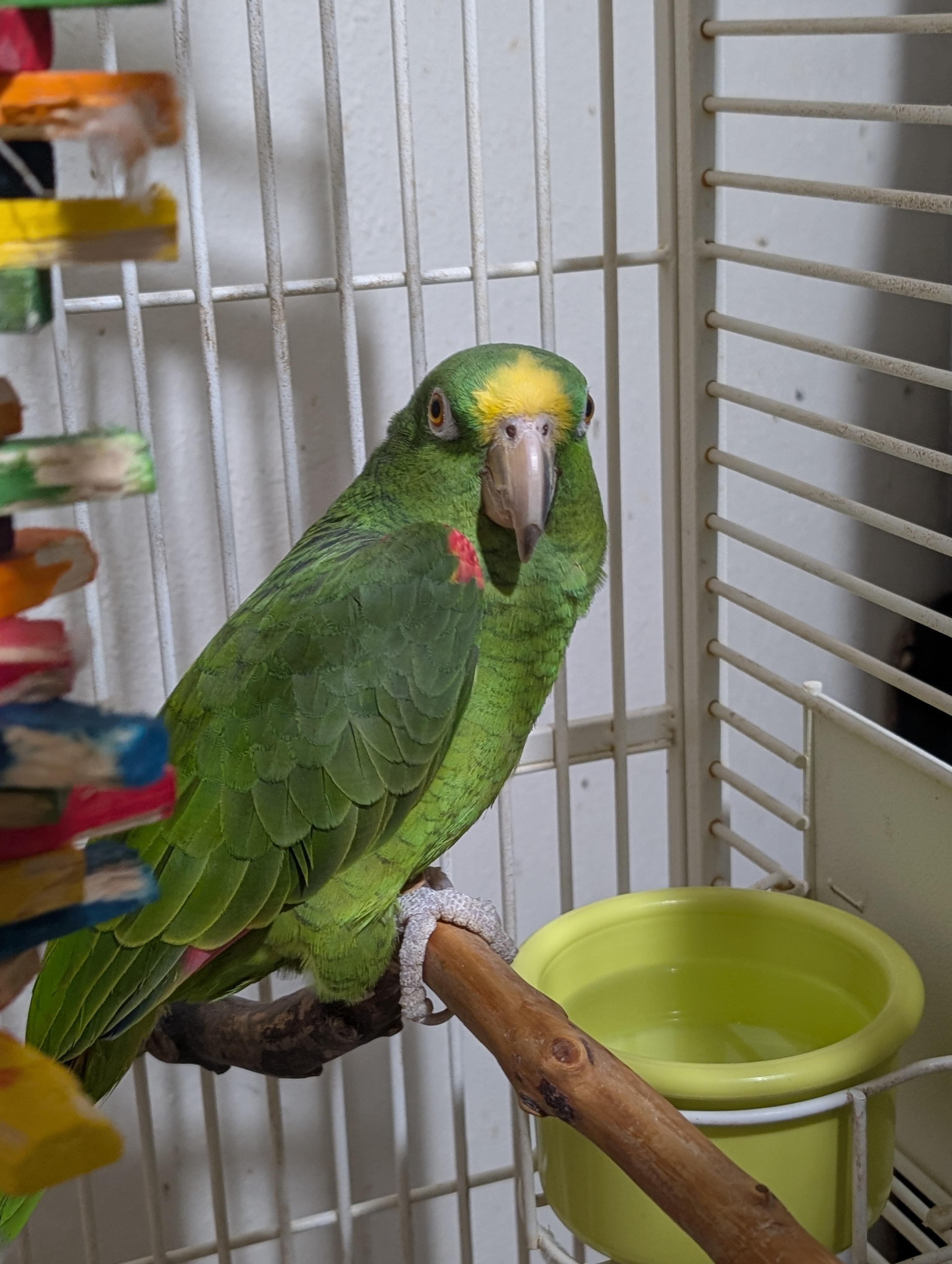 Enlarge Meet Lucy — an Exquisite Yellow-Fronted Amazon-Prefers A Lady, an adoptable Amazon in Vancouver, WA image 3/5