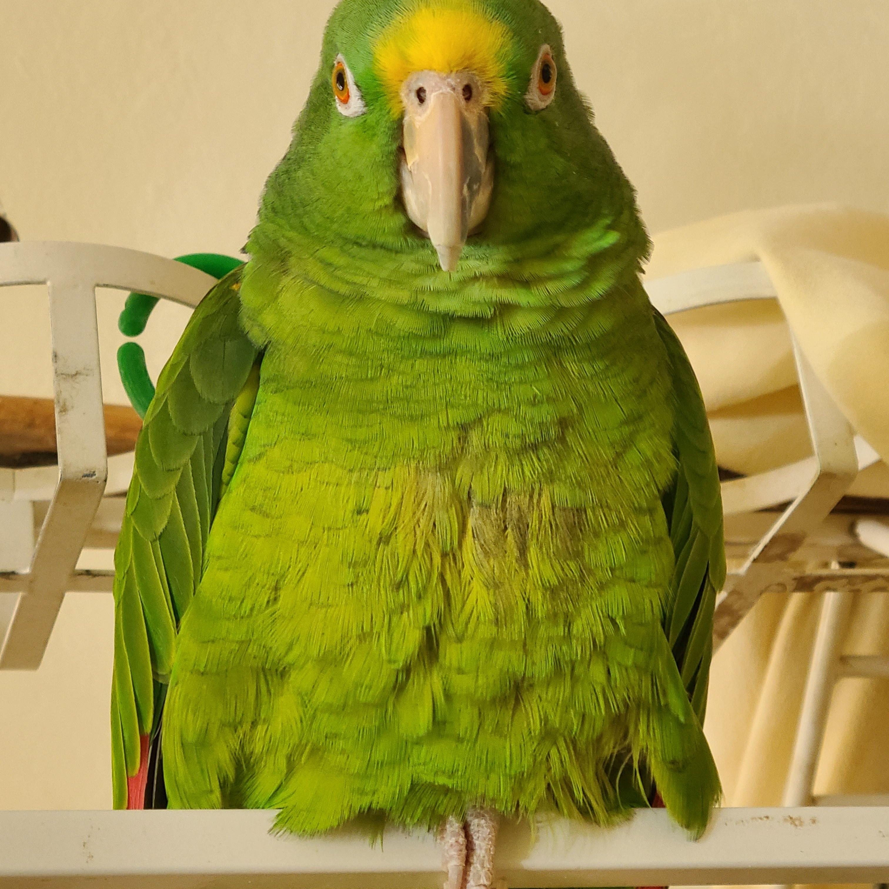 Enlarge Meet Lucy — an Exquisite Yellow-Fronted Amazon-Prefers A Lady, an adoptable Amazon in Vancouver, WA image 5/5