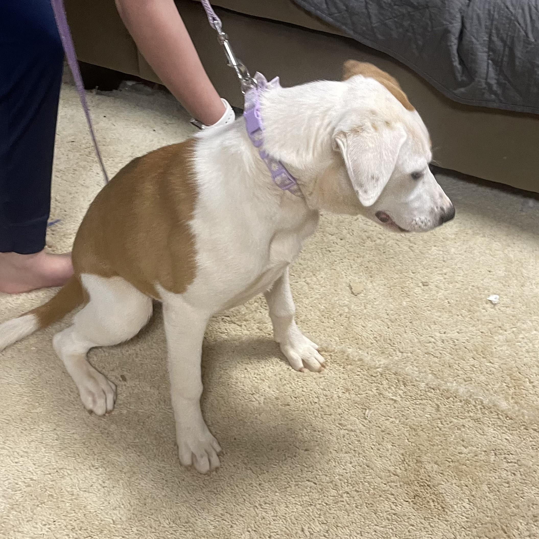 Shiloh — thumbnail 3