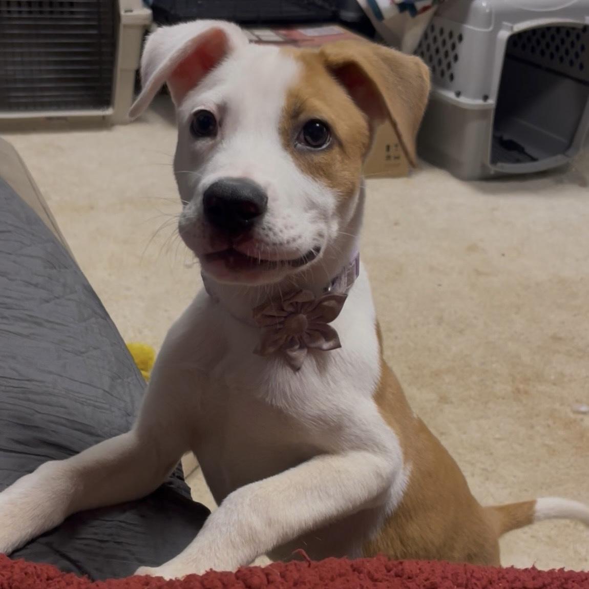 Shiloh — thumbnail 4