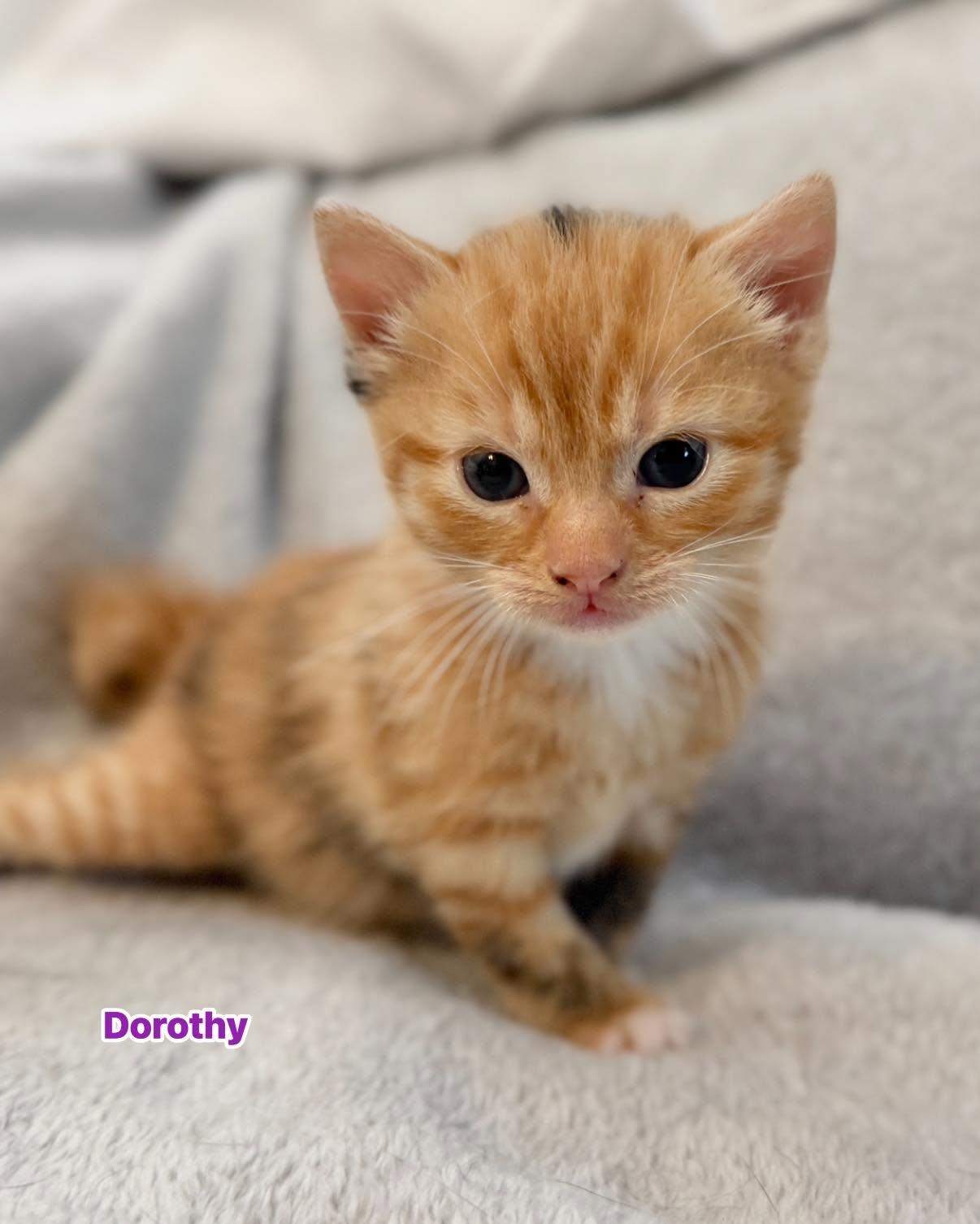 Enlarge DOROTHY, a Adoptable Domestic Short Hair in Largo, FL image 1/1