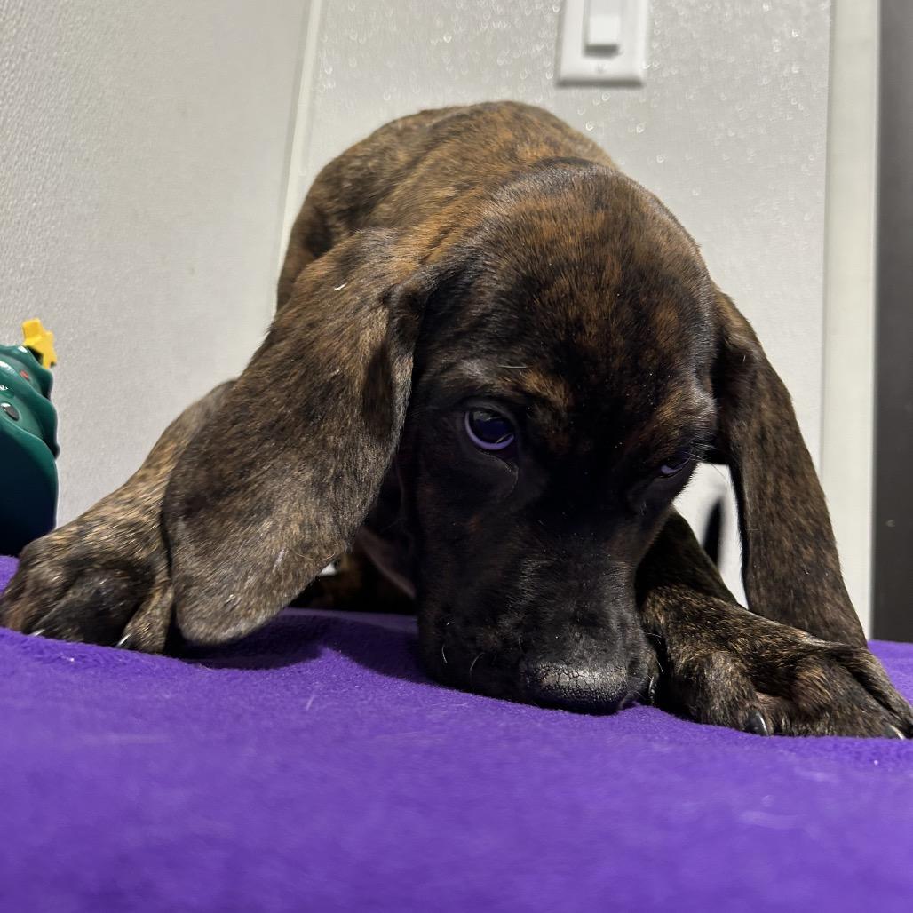 Benedict thumbnail 2